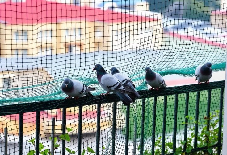 Pigeon Safety Nets View